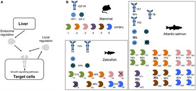 Insulin-Like Growth Factor-Binding Proteins of Teleost Fishes